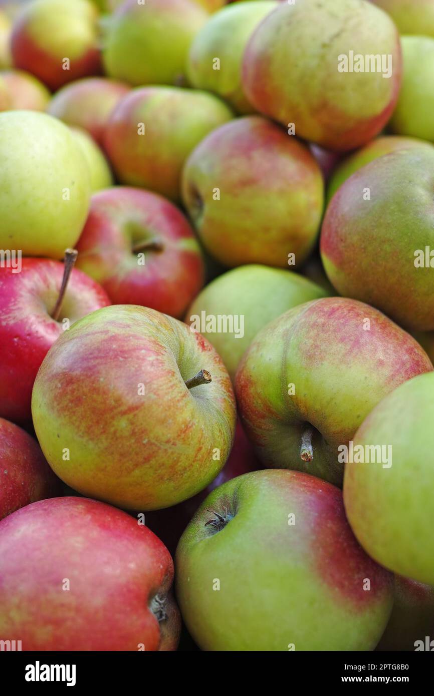 https://c8.alamy.com/comp/2PTG8B0/fresh-apples-fresh-apples-an-apple-a-day-keeps-the-doctor-away-2PTG8B0.jpg