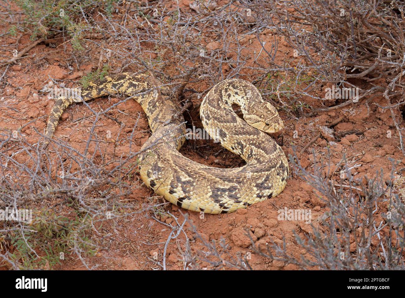 A defensive puff adder (Bitis arietans) in natural habitat, South ...