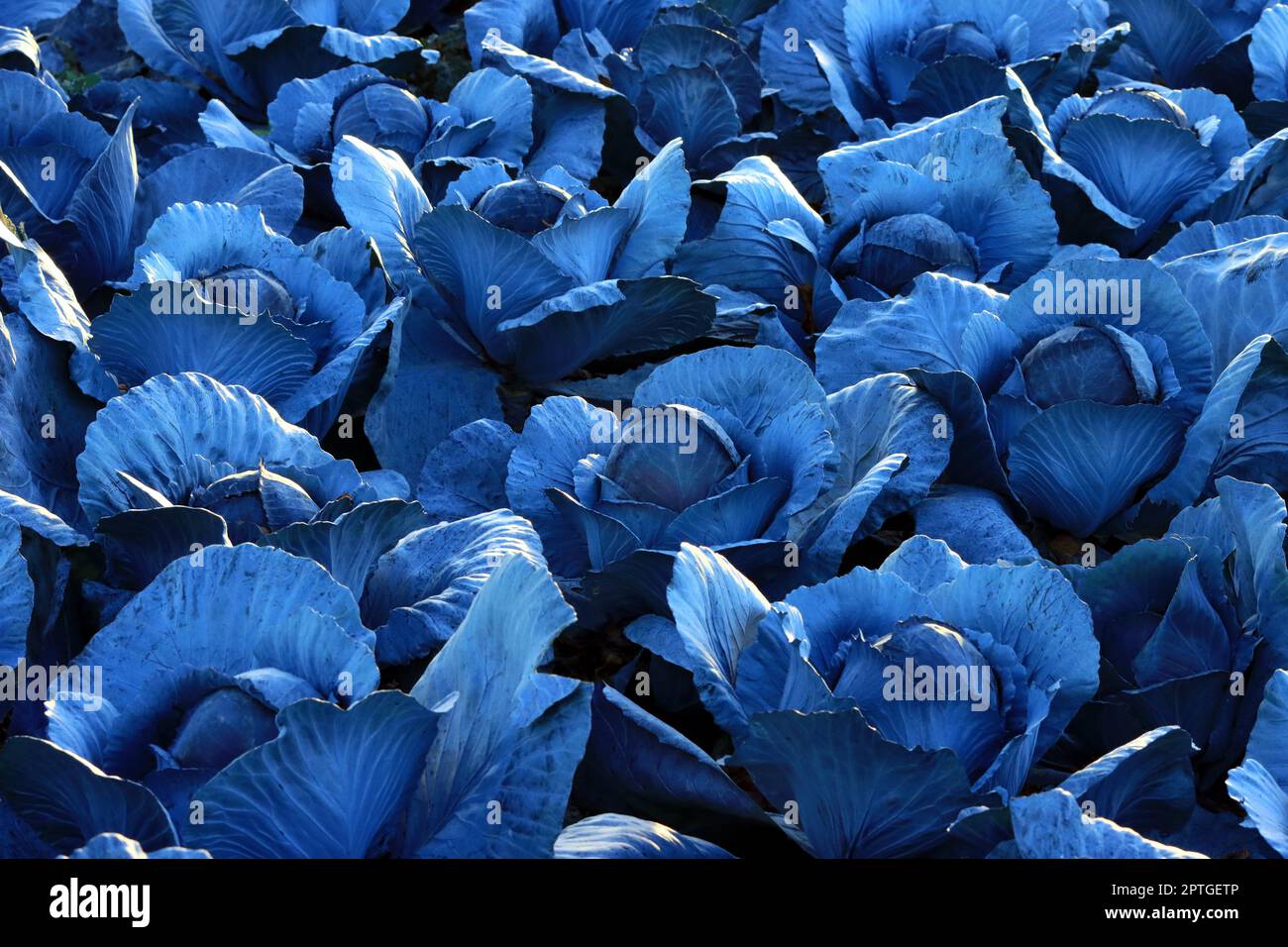 Red cabbage plants in a field. Blaukraut im Gegenlicht Stock Photo - Alamy