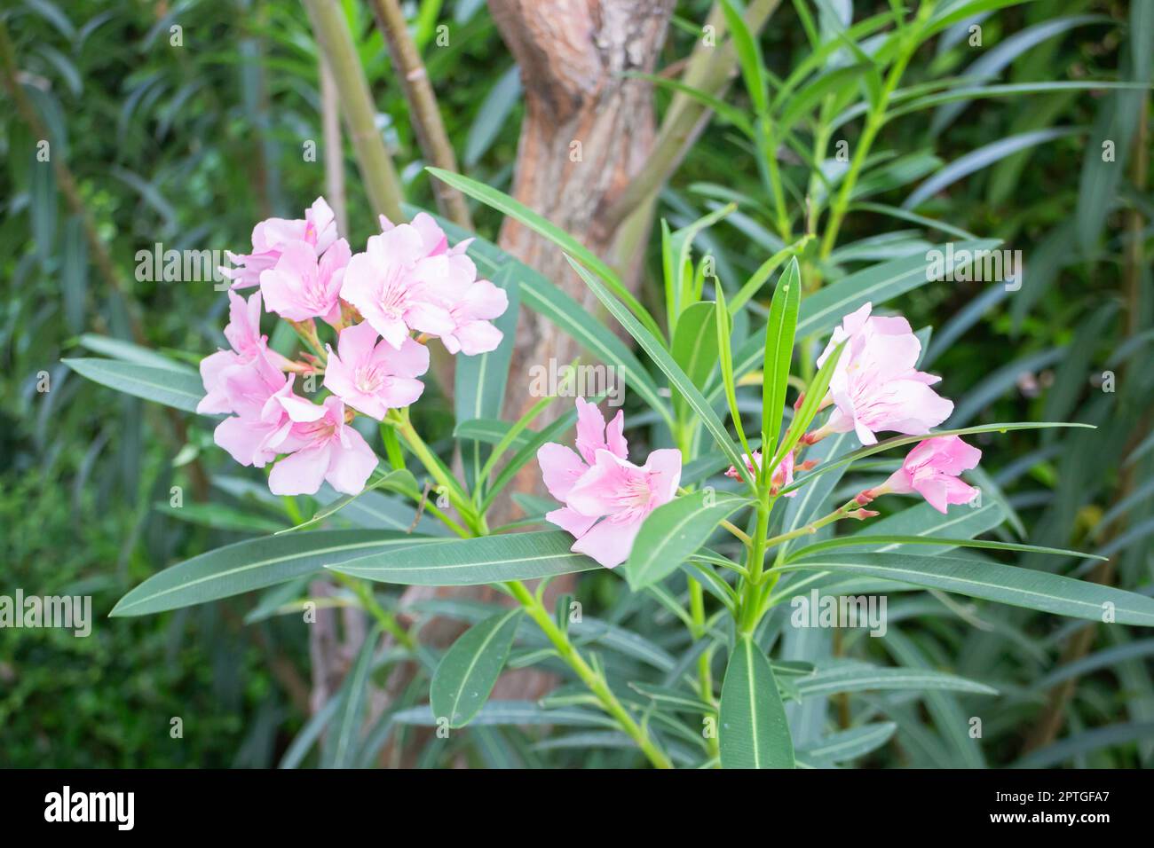 Air purifying plants for home, stock photo Stock Photo - Alamy