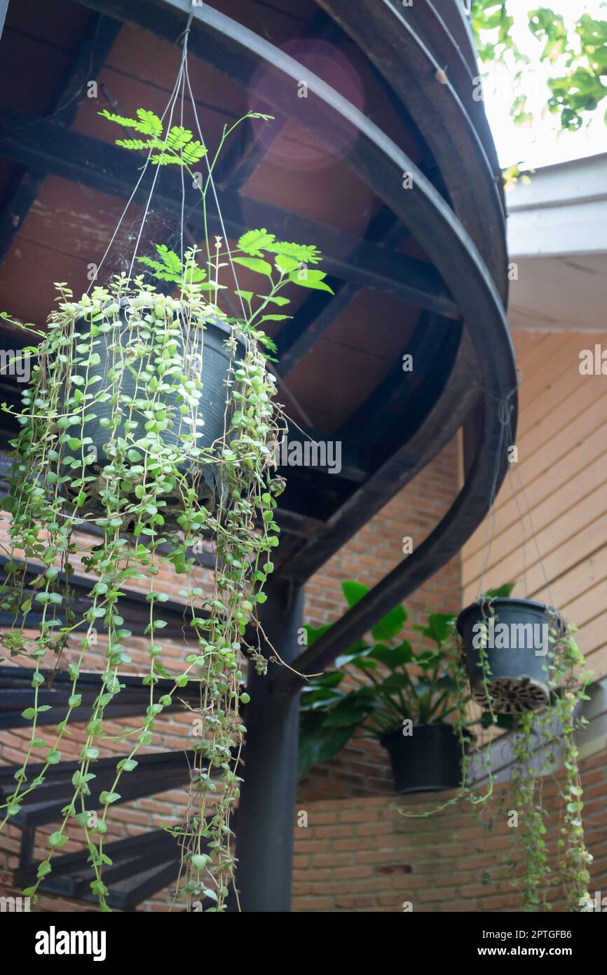 Air purifying plants for home, stock photo Stock Photo - Alamy