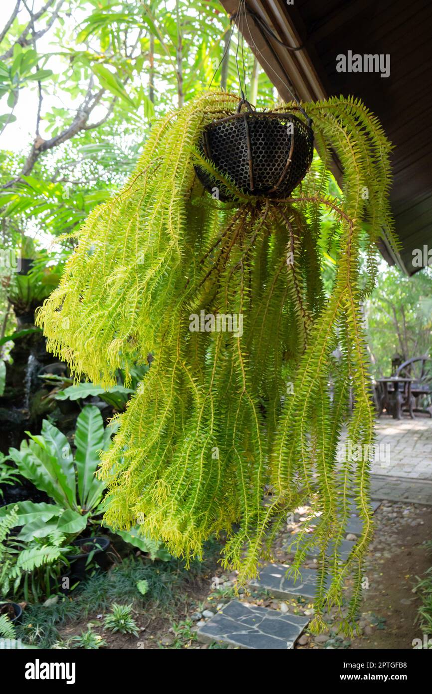 Air purifying plants for home, stock photo Stock Photo - Alamy