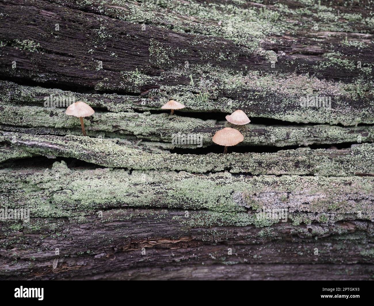 wood decay xylophagous fungus growing on dead tree Stock Photo