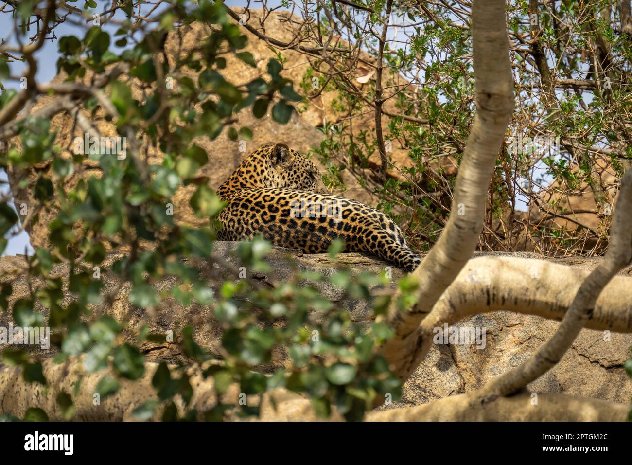 Leopard lying in branches hi-res stock photography and images - Alamy