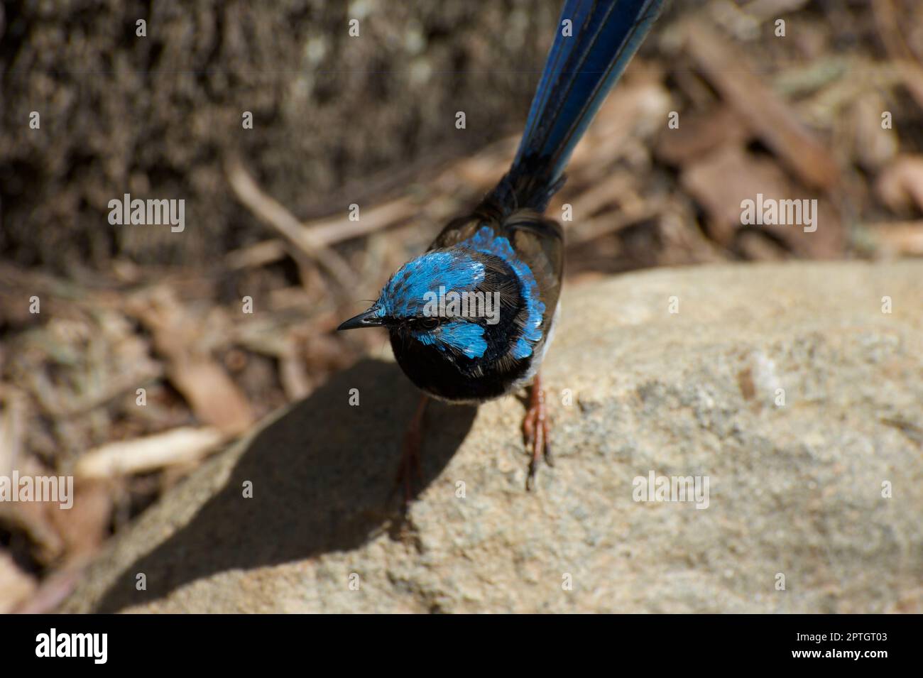 A Superb Fairy Wren (Malurus Cyaneus) perches on a rock, while it looks around for food it can steal, in the Lyrebird Aviary at Healesville Sanctuary. Stock Photo