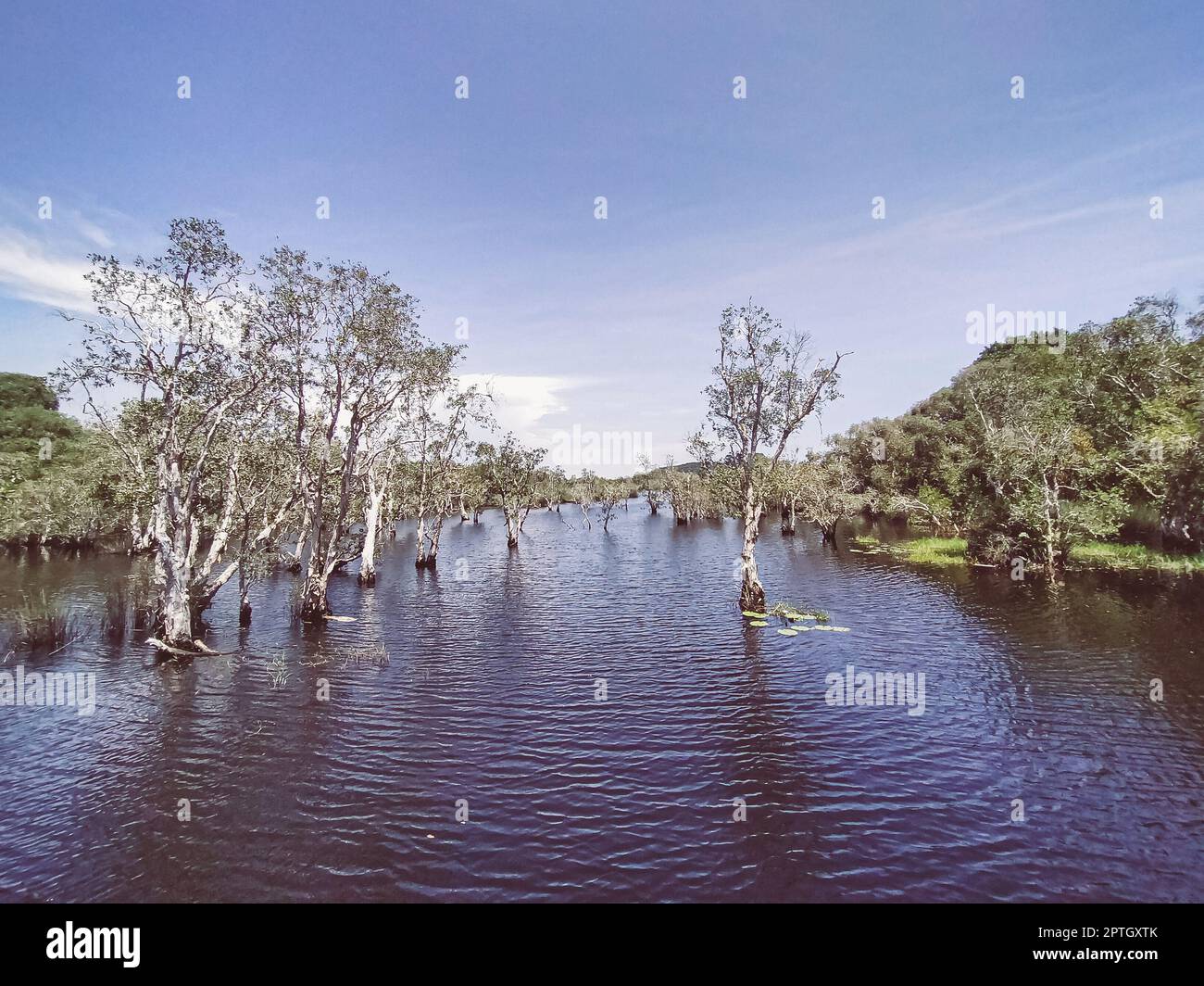 Trees and tree stumps grow up in lake and forest landscape Rayong