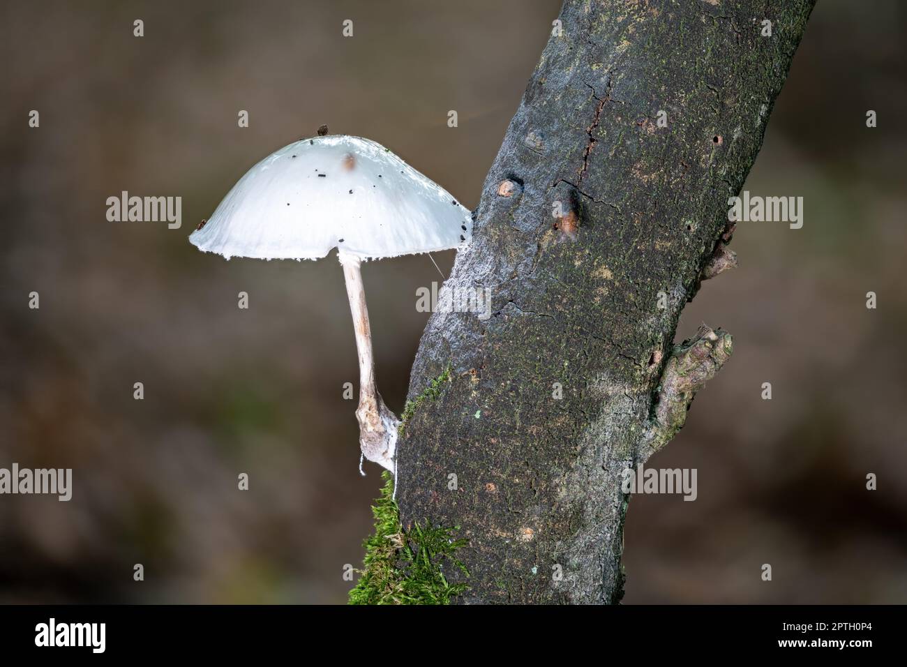 Small white milking bonnet mushroom grows diagonally from a dark branch against a blurred background Stock Photo