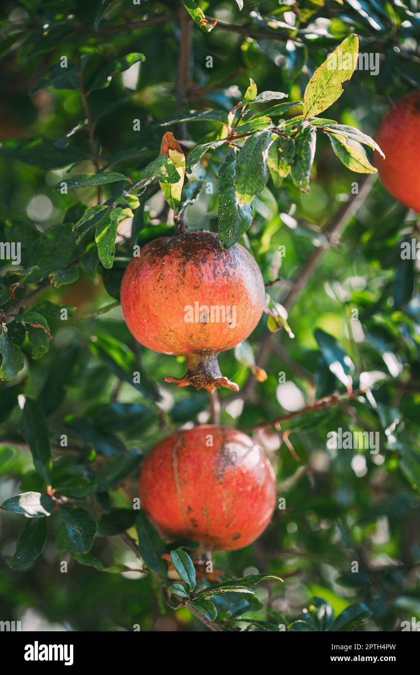 Time healthy pomegranates hi-res stock photography and images - Alamy