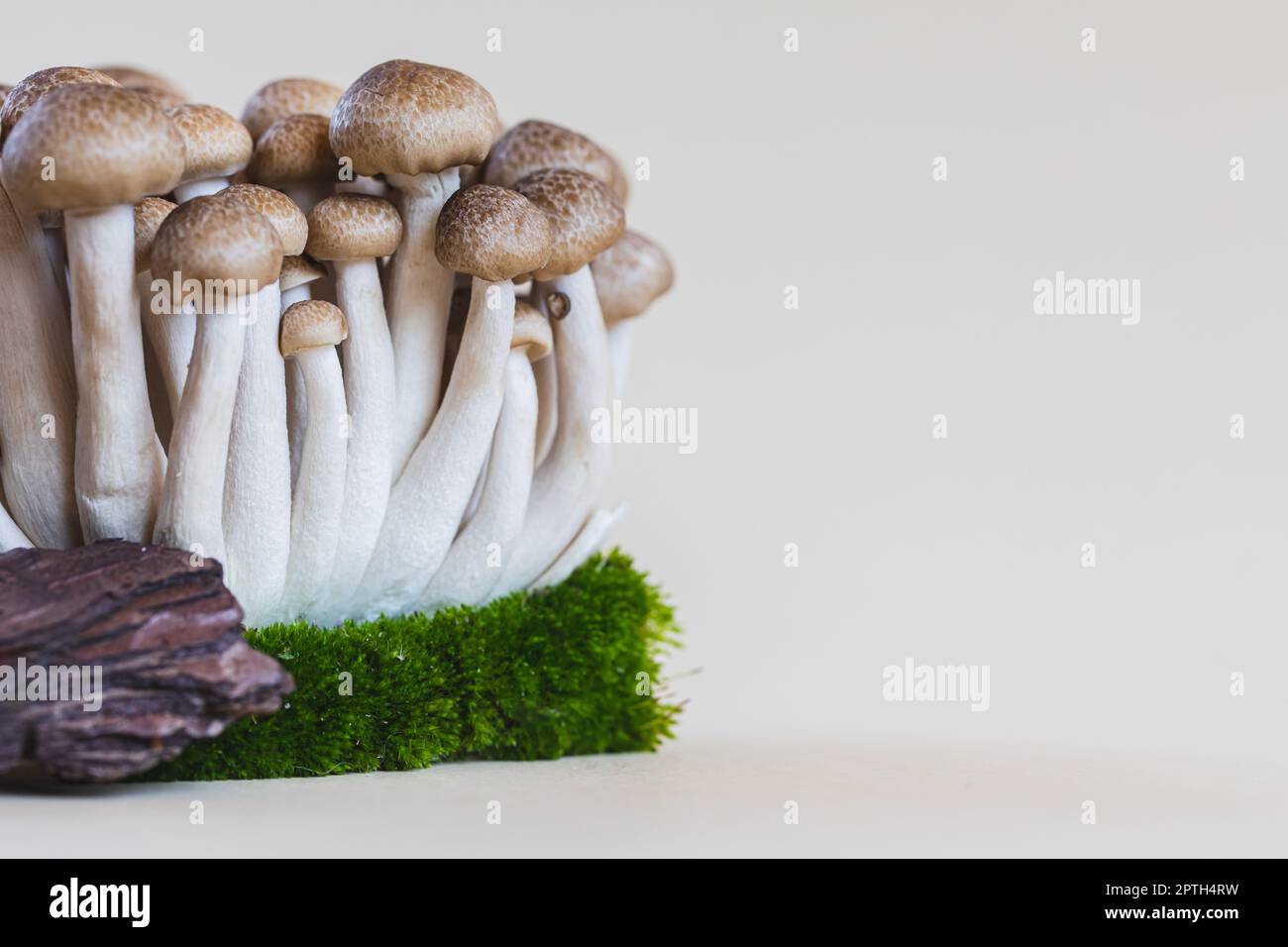 Cluster of fresh brown shimeji mushrooms close up. shimeji mushrooms on