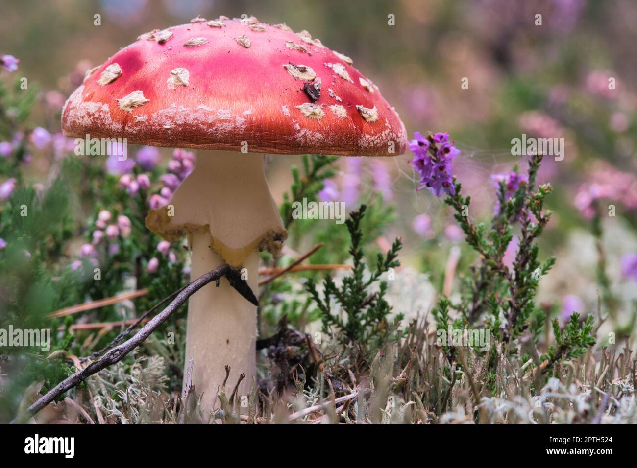 Toadstool in a heather field in the forest. Poisonous mushroom. Red cap ...