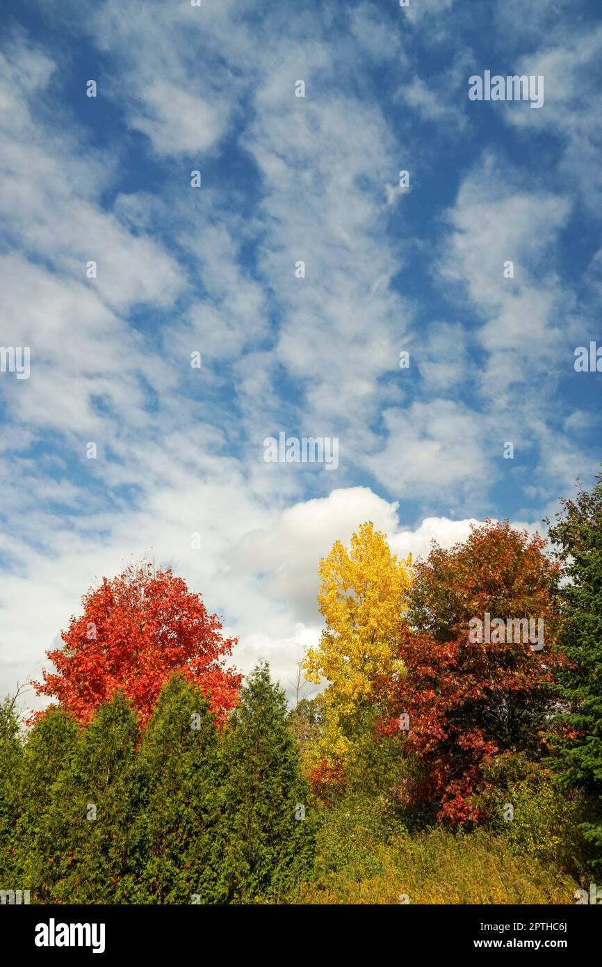 Autumn colorful trees under blue sky with white clouds Stock Photo - Alamy