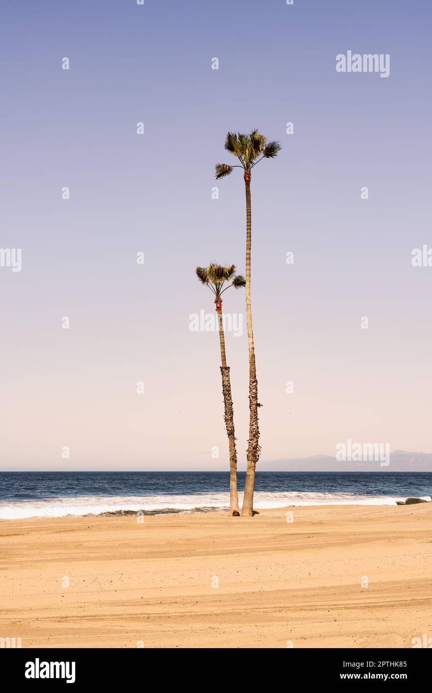 Two palm trees on the beach next to the ocean in Los Angeles, California, USA. Stock Photo