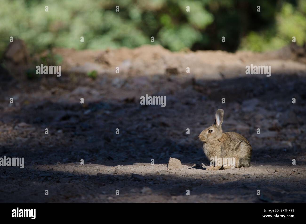 European rabbit Oryctolagus cuniculus. Integral Natural Reserve of Inagua. Tejeda. Gran Canaria. Canary Islands. Spain. Stock Photo