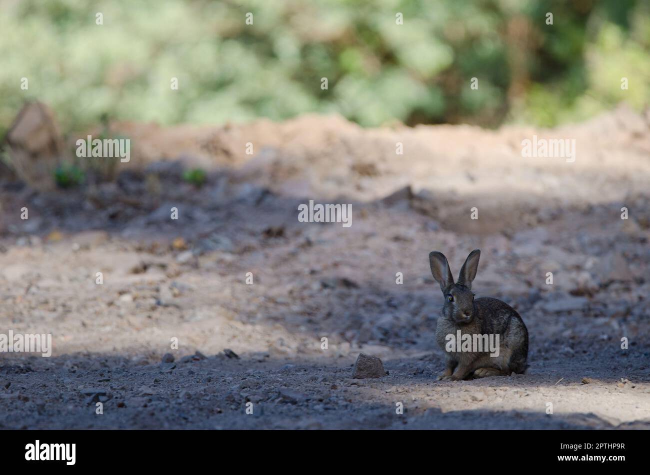 European rabbit Oryctolagus cuniculus. Integral Natural Reserve of ...