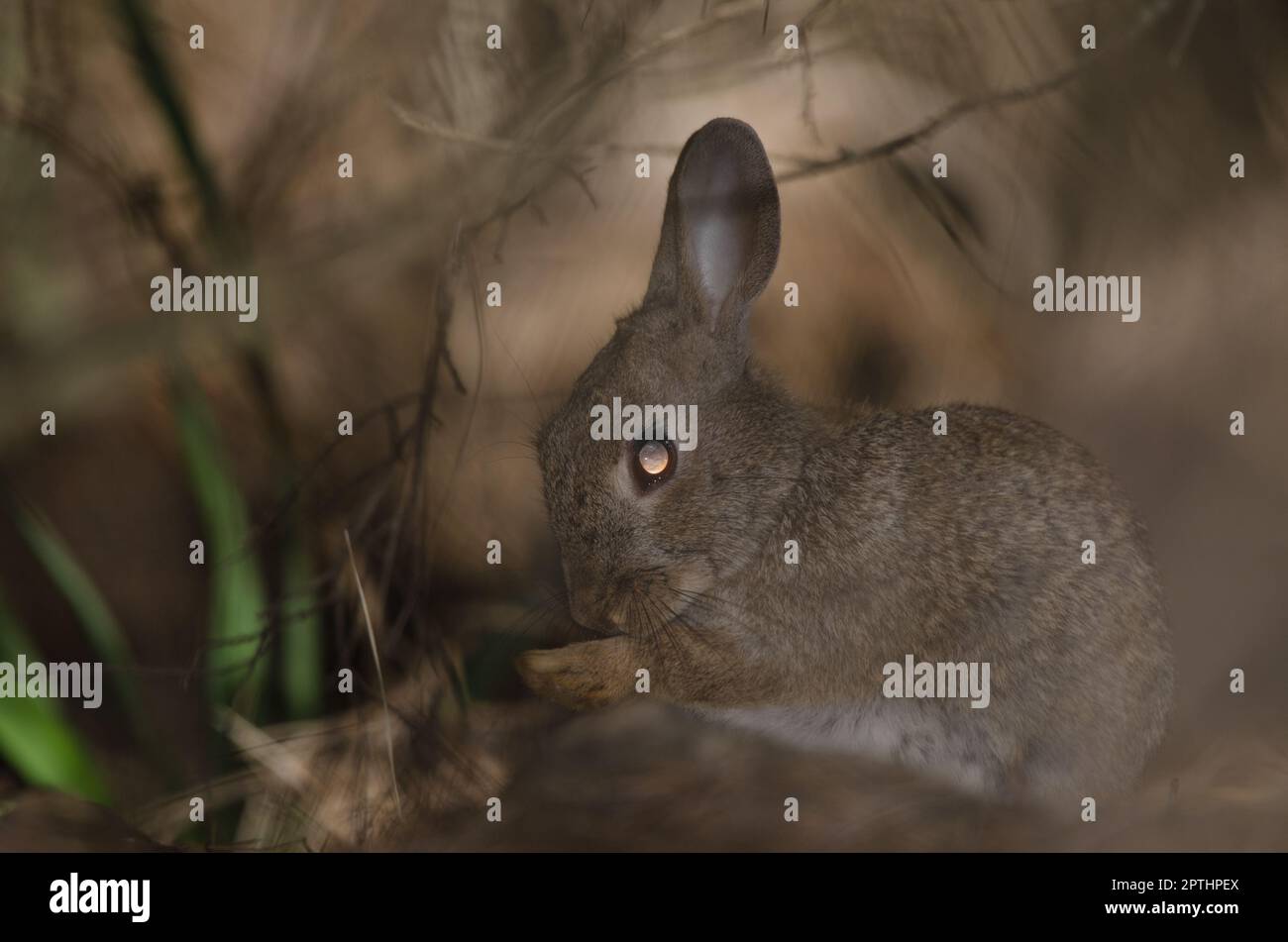 European rabbit Oryctolagus cuniculus grooming. The Nublo Rural Park ...