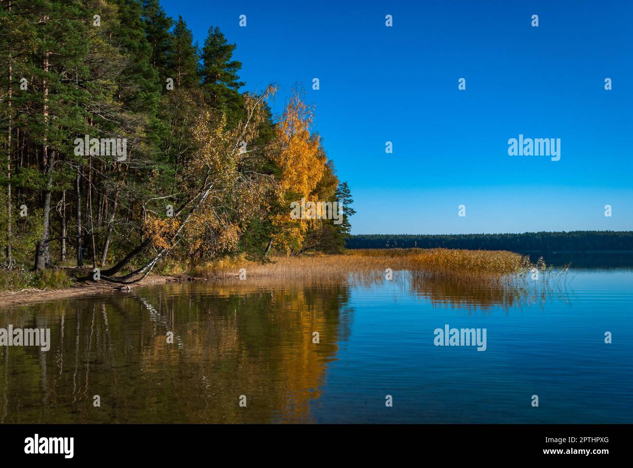 Autumn trees are reflected in the blue surface of Lake Baltieji Lakajai ...