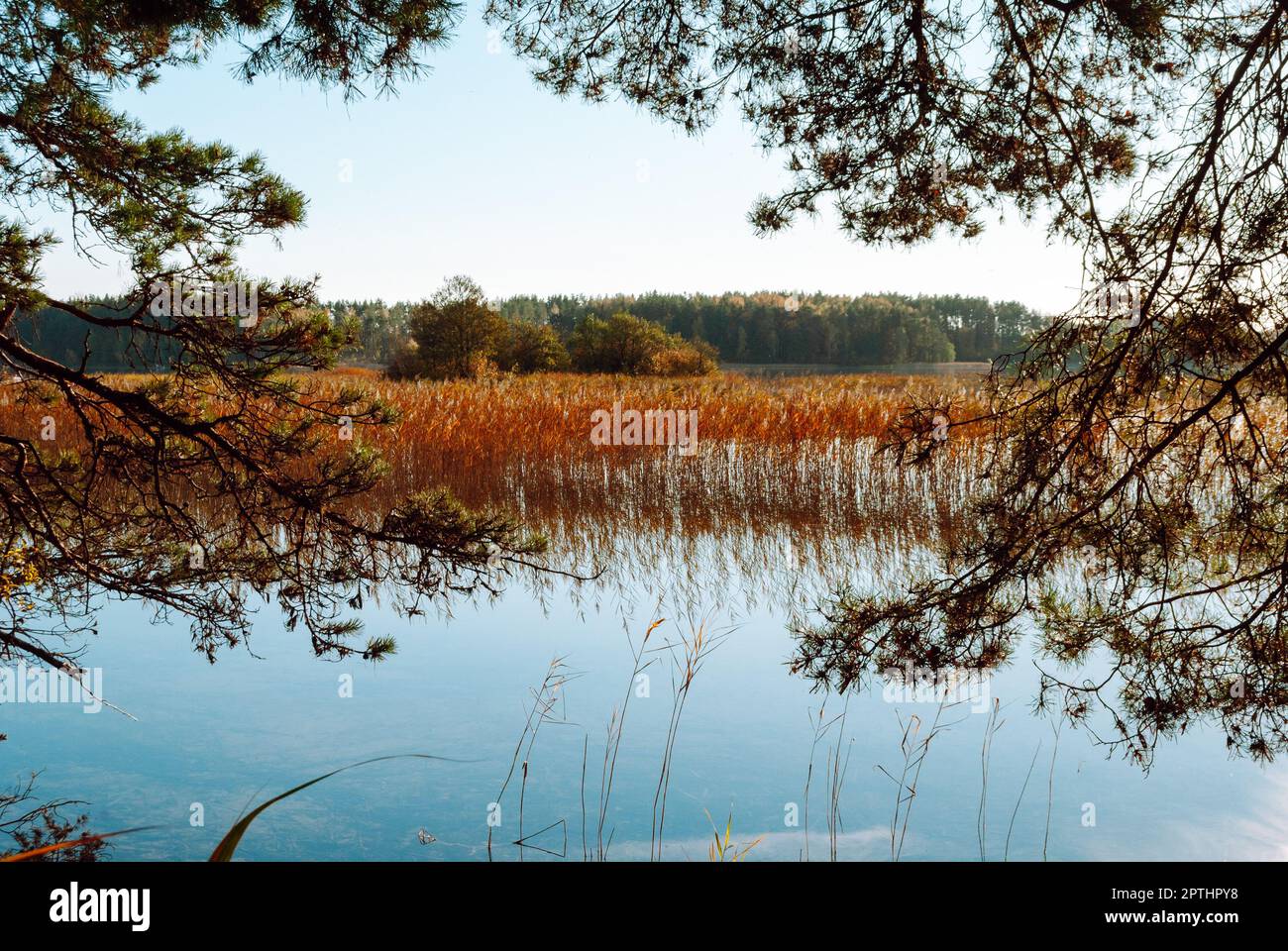 The blue surface of the lake and reeds framed by pine branches on Lake Baltieji Lakajai in Labanoras Regional Park, Lithuania. Stock Photo