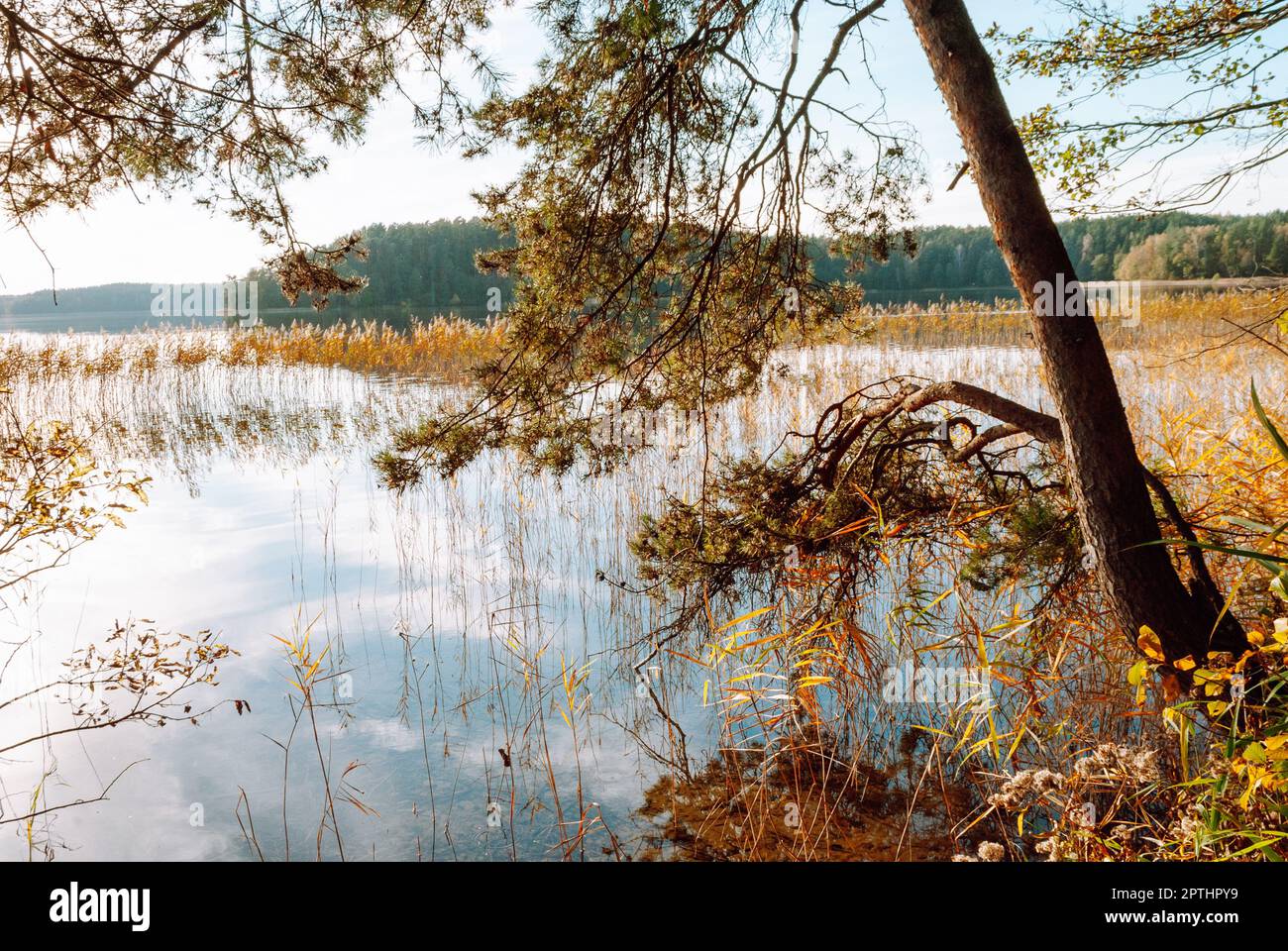 Picturesque landscape of Lake Baltieji Lakajai in Labanoras Regional Park, Lithuania. Trunk and branches of pine, water with reflection of blue sky an Stock Photo