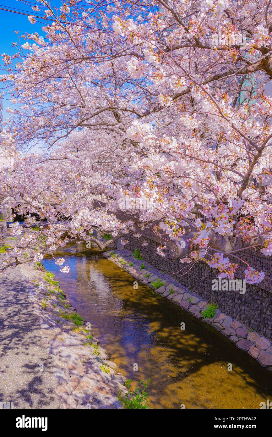 Sumiyoshi Sakura (Cherry blossoms along Yoshi Shibukawa). Shooting