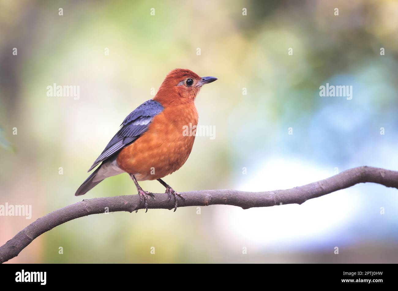 orange-headed thrush is a bird in the thrush family. It is common in well-wooded areas of the Indian Subcontinent and Southeast Asia. Stock Photo