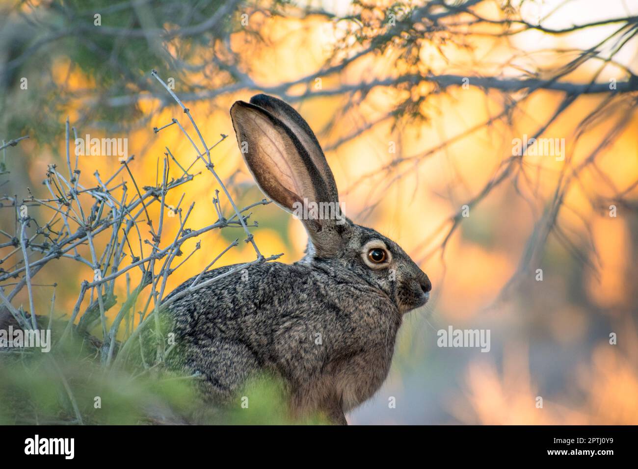 The black-tailed jackrabbit (Lepus californicus), or American desert hare, is the most widely distributed jackrabbit in North America. Stock Photo