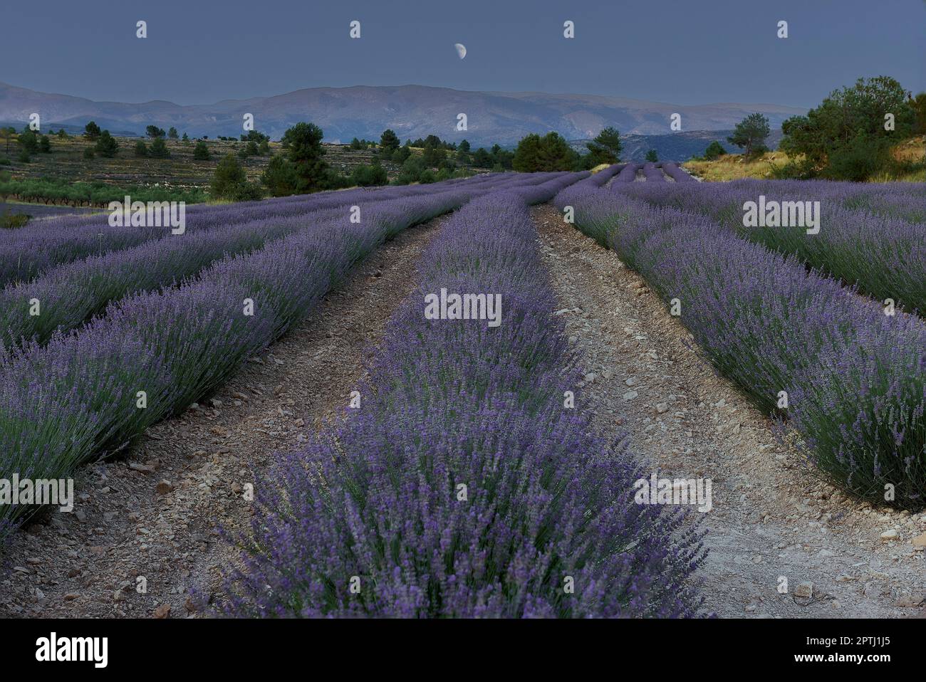 A lavender field in bloom on a sunny day. Straight lines, perpendicular ...