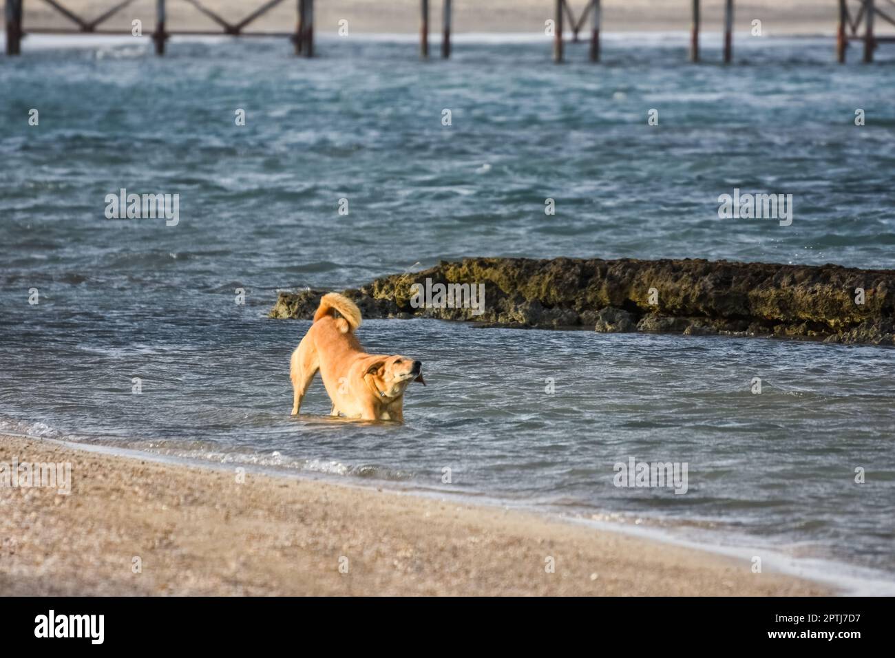 dog stands in the water and stretches during walking on the beach in