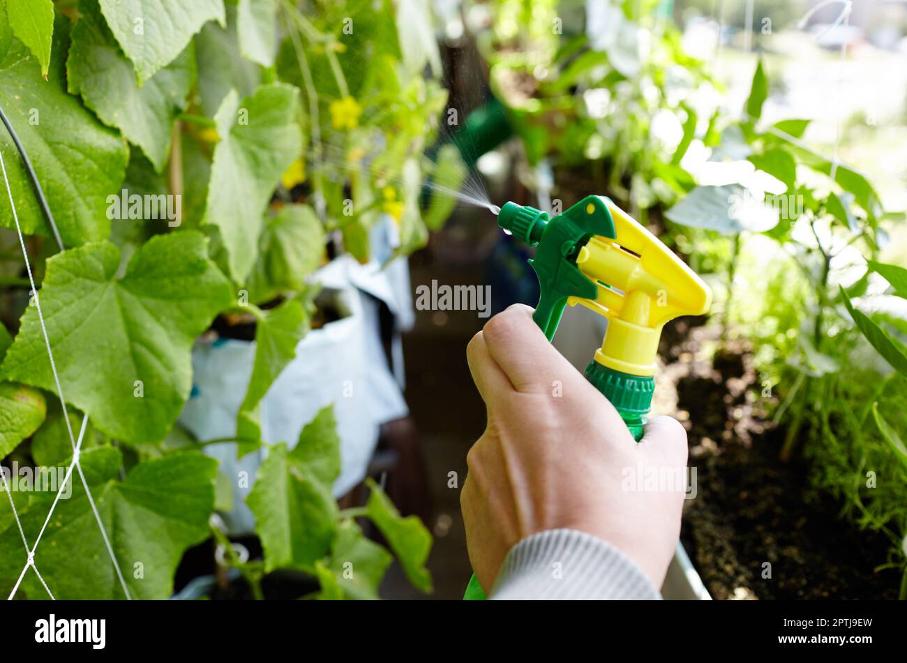 Man gardening in home greenhouse. Men's hands hold spray bottle and watering the cucumber plant Stock Photo