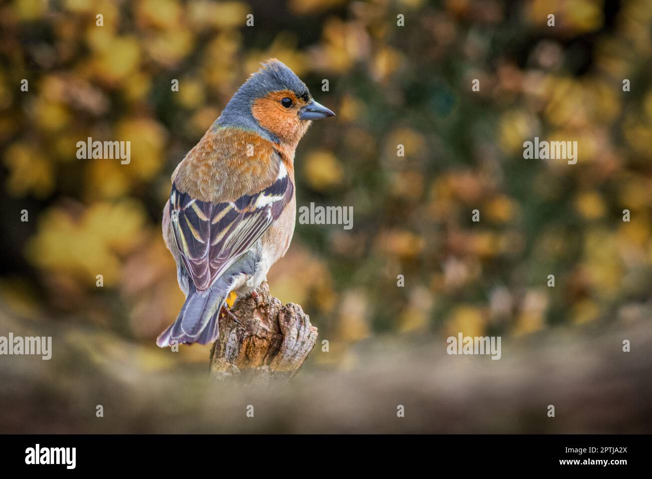 A close up of a male chaffinch, fringilla coelebs, as he perches on an old branch. He is taken against an out of focus yellow gorse background Stock Photo
