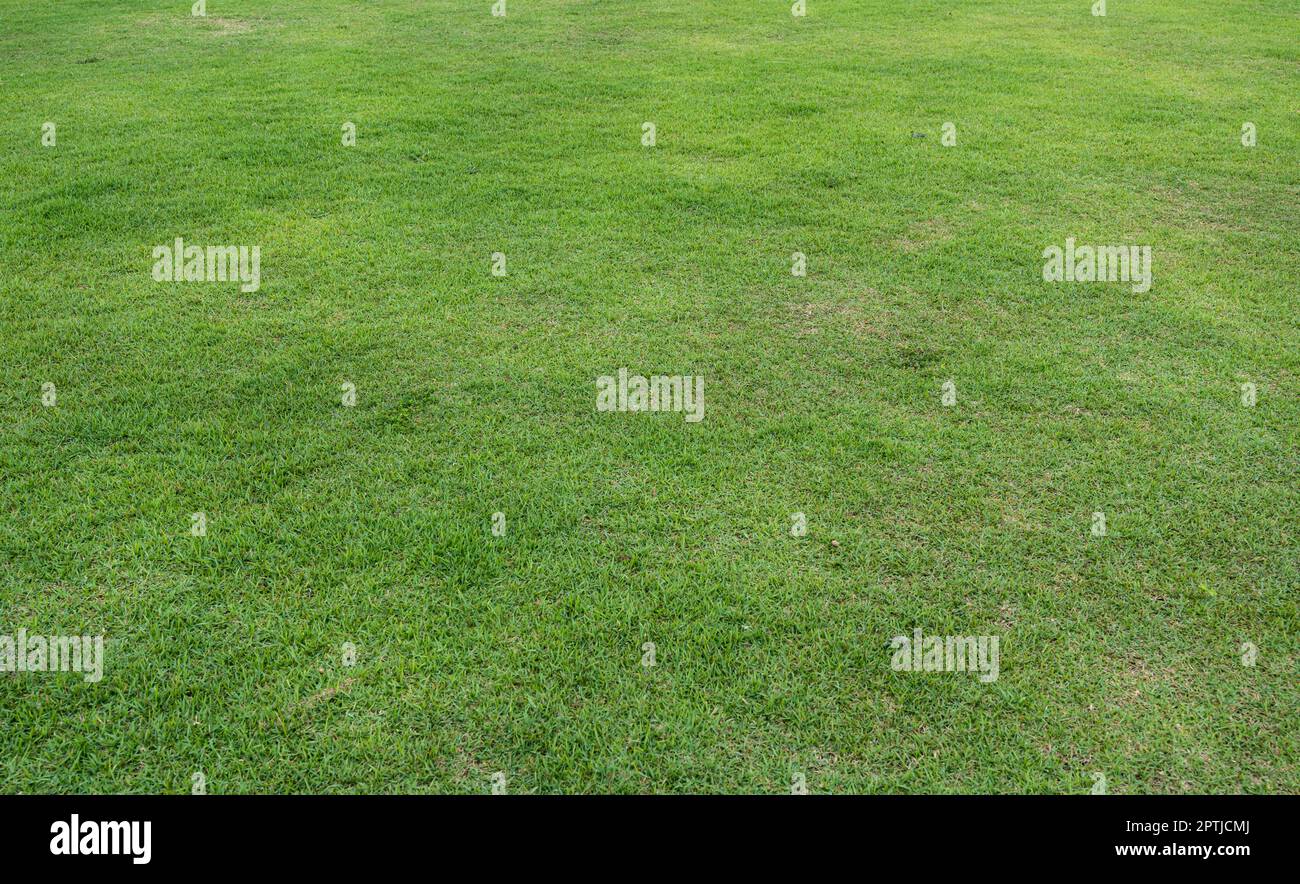 Lawn field greenery grass hi-res stock photography and images - Alamy