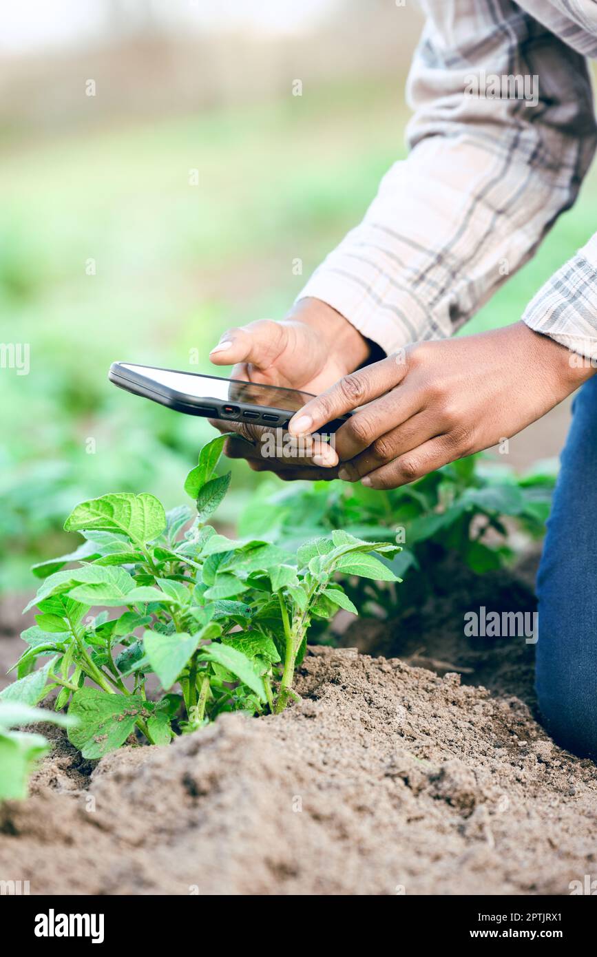 Farm, phone and take picture of plants, social media and connect