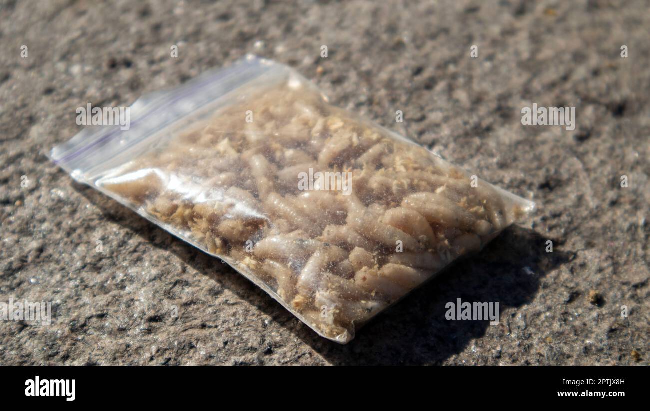 A small bag of sawdust and maggots. Live bait for fishing. Fly