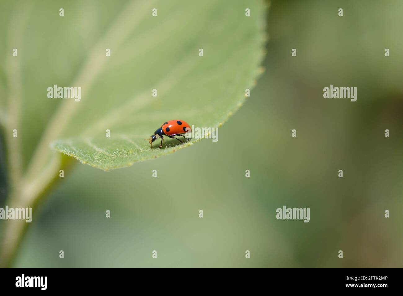 Ladybug on a green leaf, red insect with black dots. Small beetle, red ...