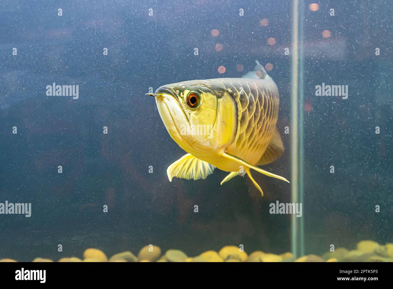 The arowana fish in the cabinet. It is a charming fish Stock Photo - Alamy