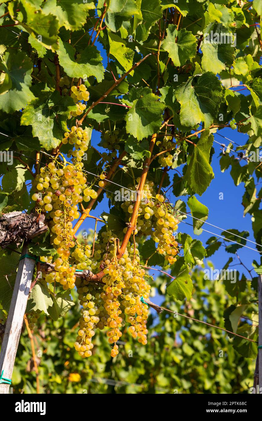 Grapes Harslevelu in Tokaj region, Unesco site, Great Plain, Hungary Stock Photo