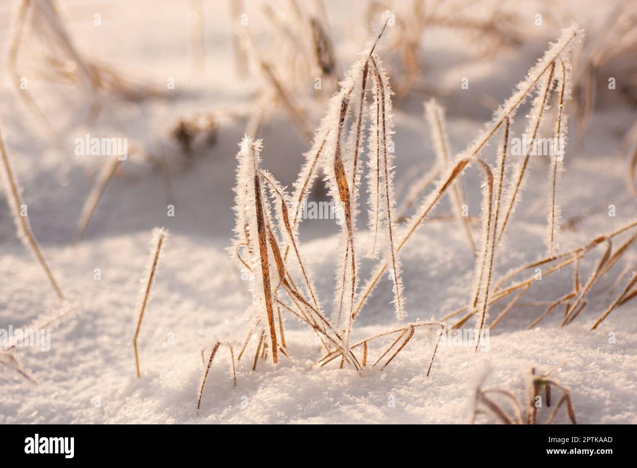 the tree is covered with frost in winter Stock Photo - Alamy