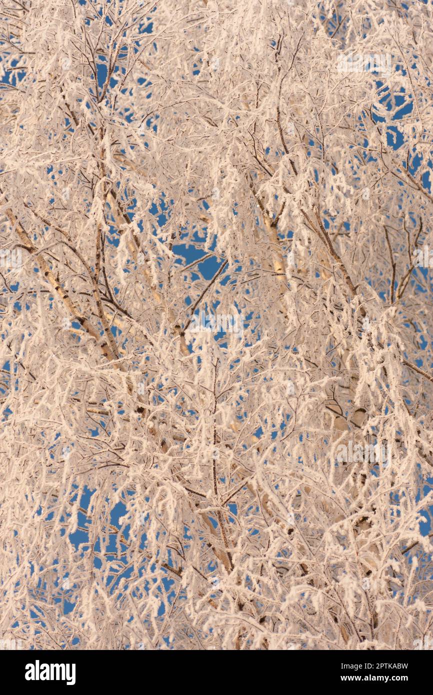the tree is covered with frost in winter Stock Photo - Alamy