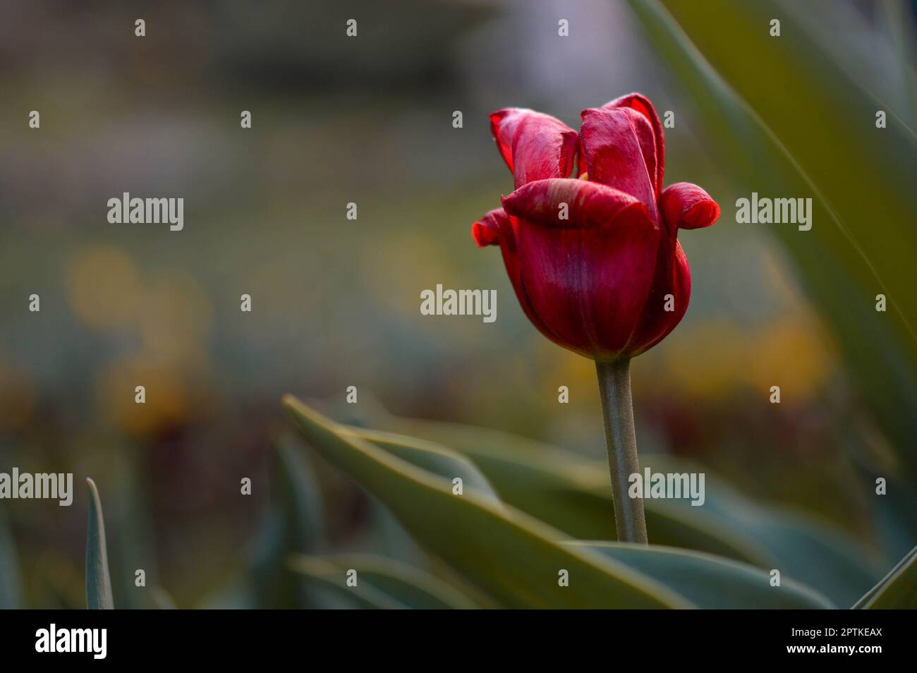 Old red tulip in the garden, red tulip flower close up Stock Photo - Alamy
