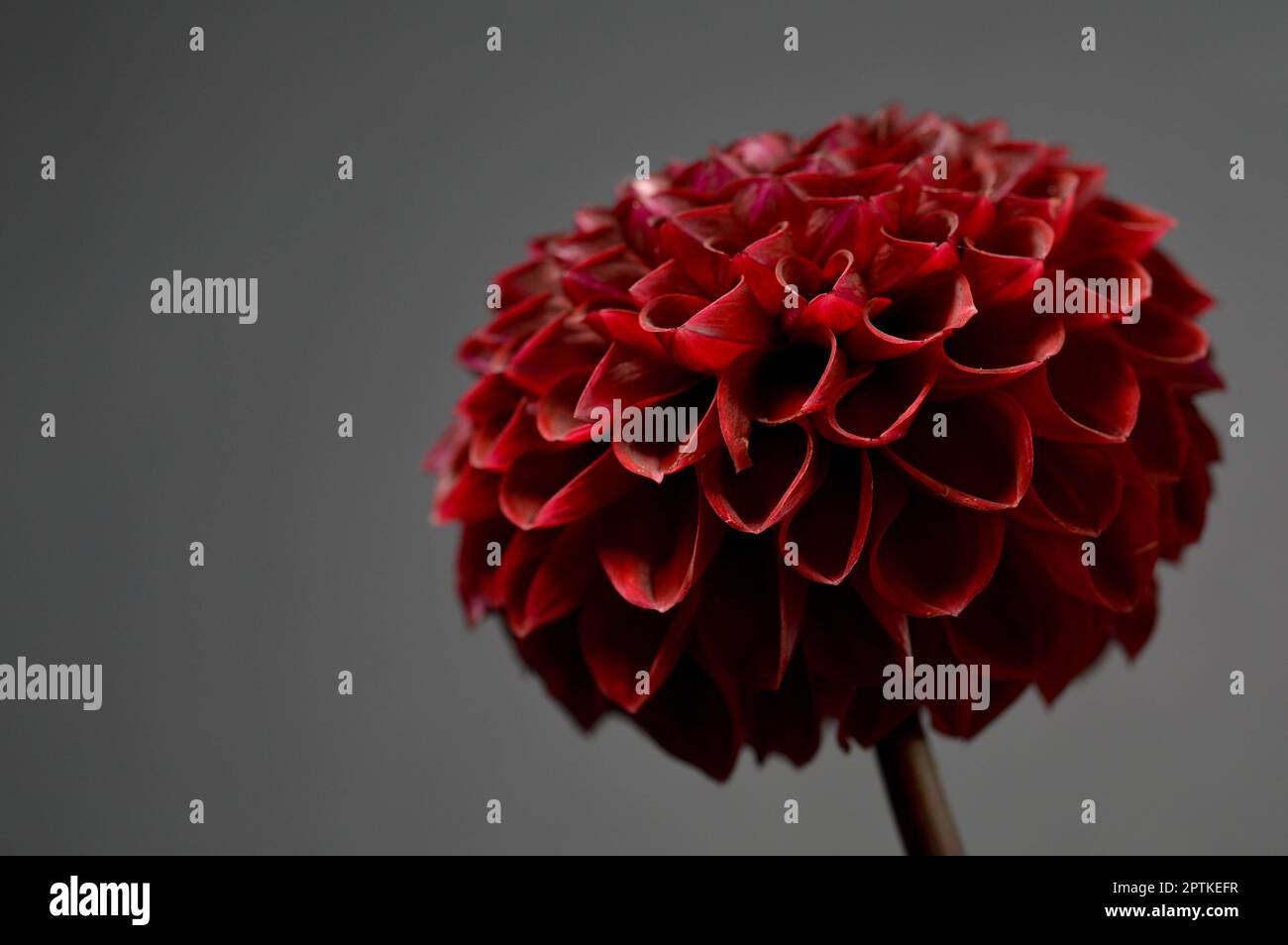 Dahlia red fox, dark red pompom dahlia, grey background, flower head