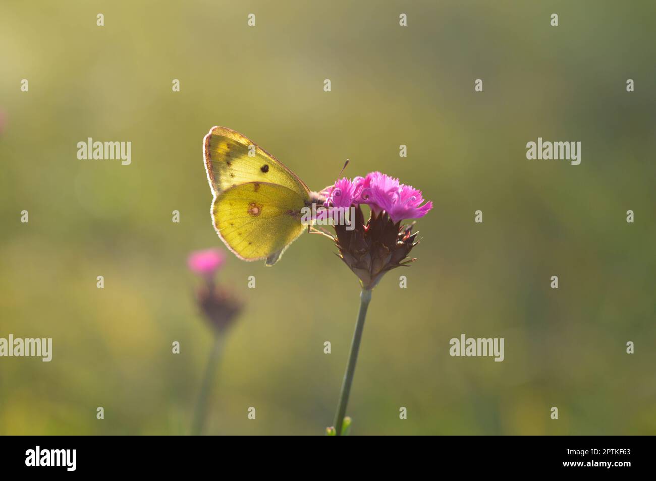 Clouded yellows, yellow butterfly on a flower in nature macro. Green natural background. Side view, closed wings. Stock Photo