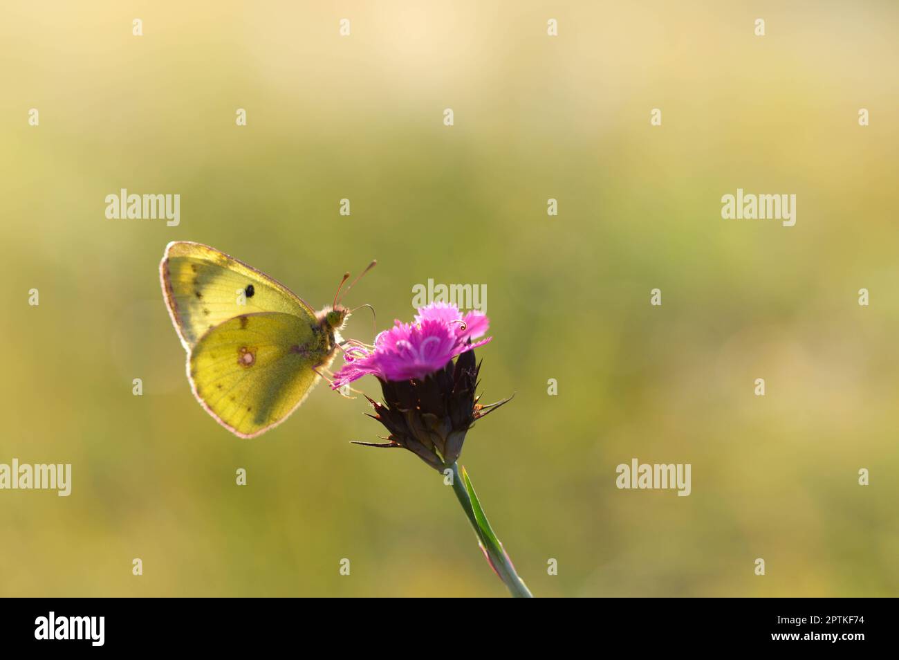 Clouded yellows, yellow butterfly on a flower in nature macro. Green natural background. Side view, closed wings. Stock Photo