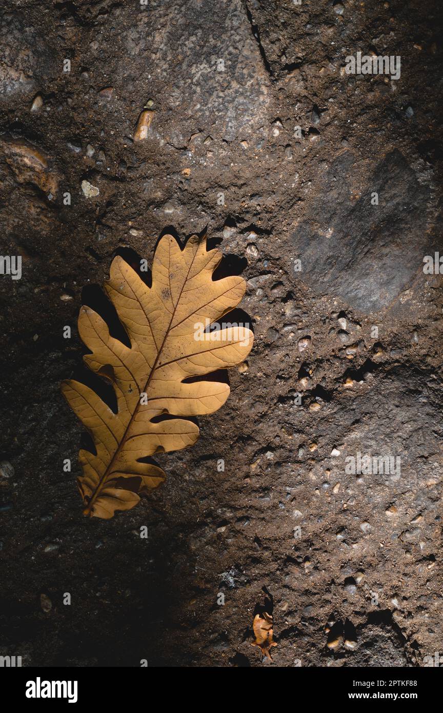 Oak leaf, dry oak leaf on the ground. Autumn leaf Stock Photo - Alamy