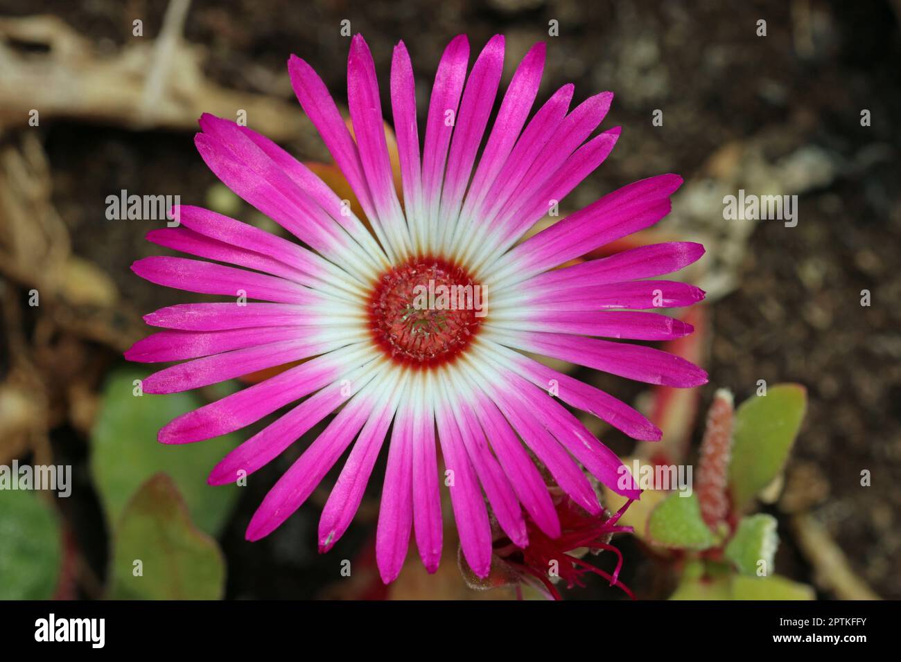 Pink livingstone daisy, Mesembryanthemum criniflorum, flower in close up with a blurred background of leaves. Stock Photo