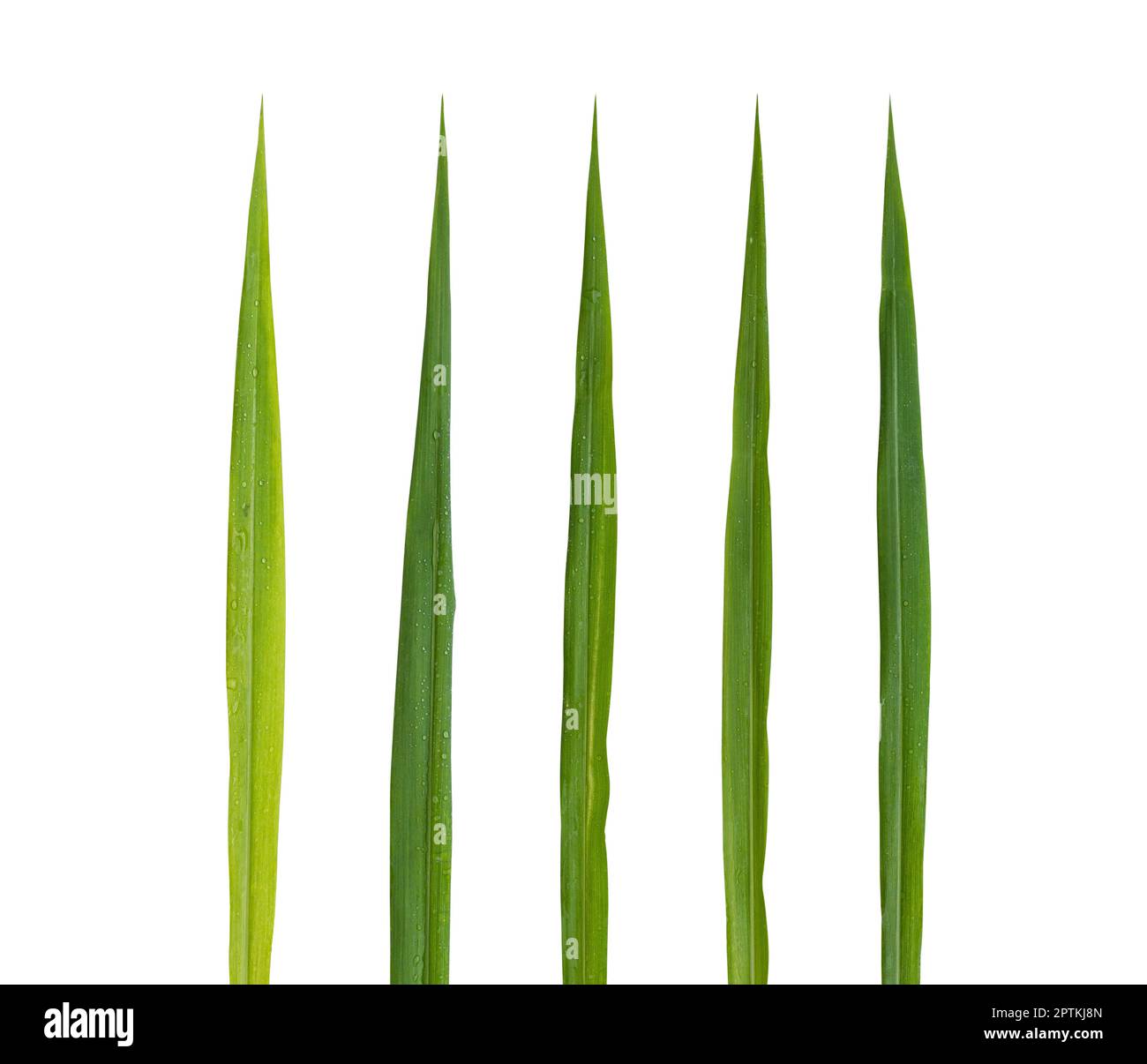 Blades of grass set isolated on white background included clipping path