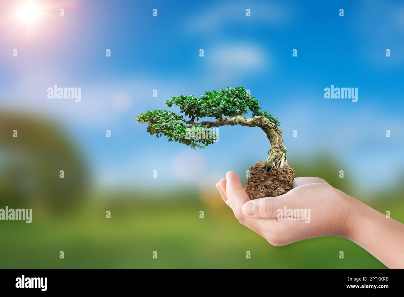 International eco earth day concept. Hand holding bonsai tree growing on natural background Stock Photo