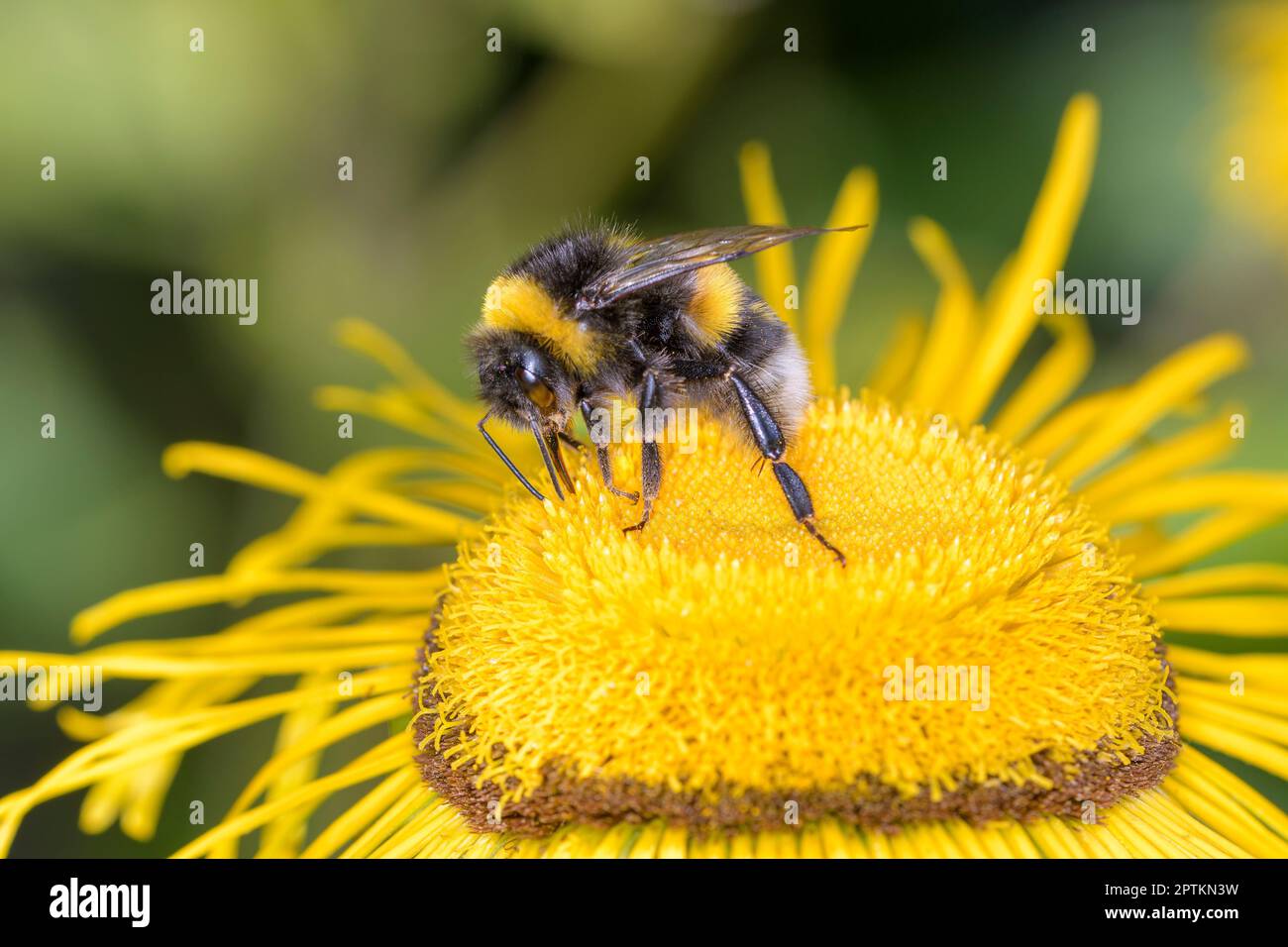 Large earth bumblebee - Bombus terrestris - pollinates giant fleabane - Inula magnifica Stock Photo