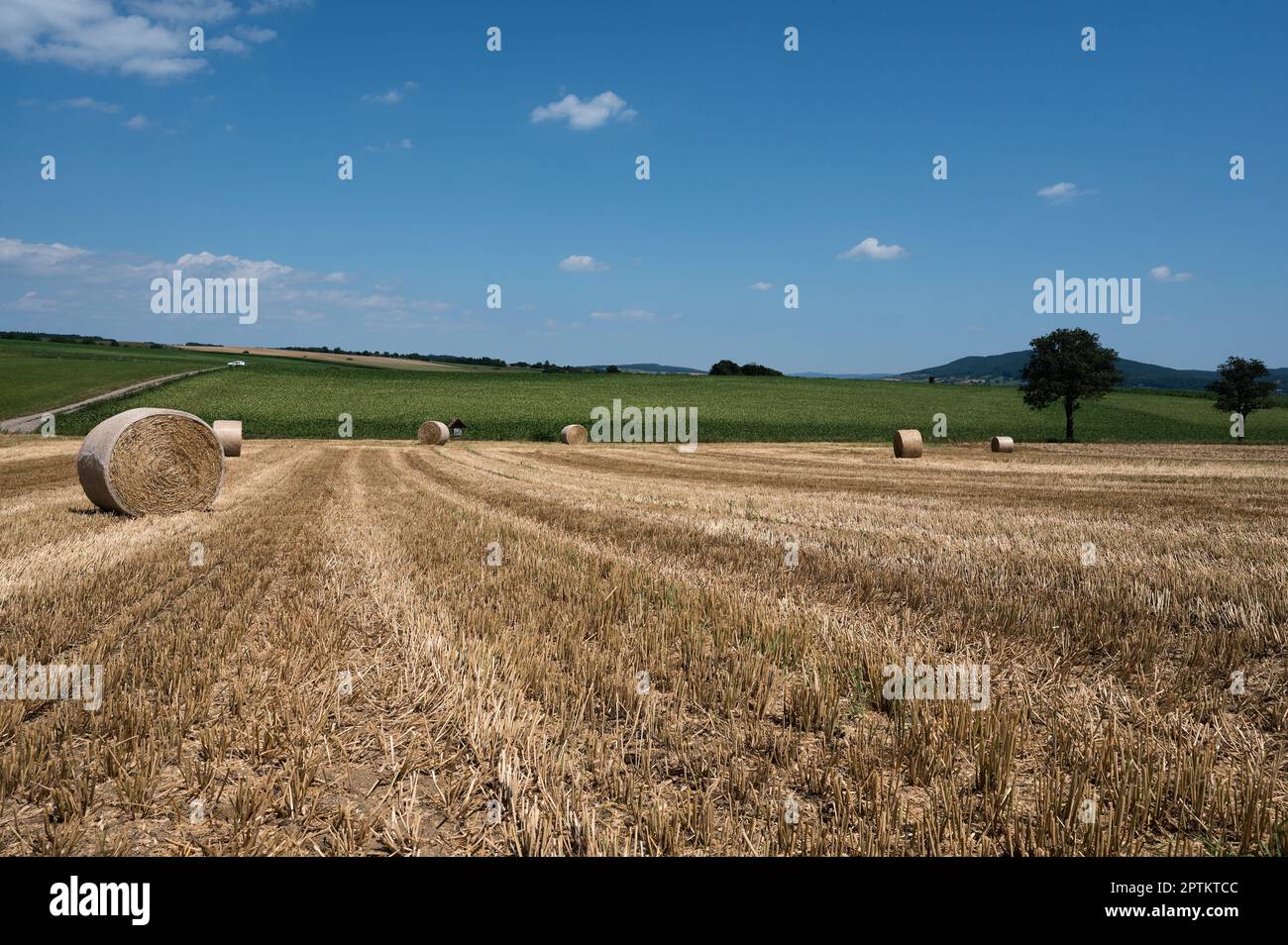Wheat field after harvest Stock Photo - Alamy
