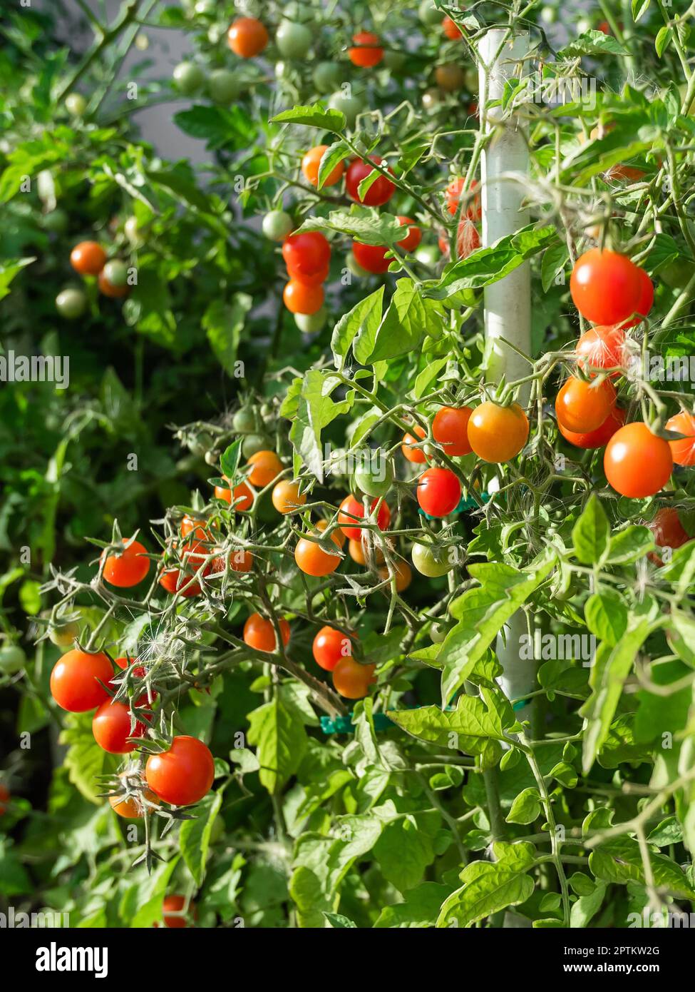 Ripe tomato plant growing. Fresh bunch of red natural tomatoes on a ...