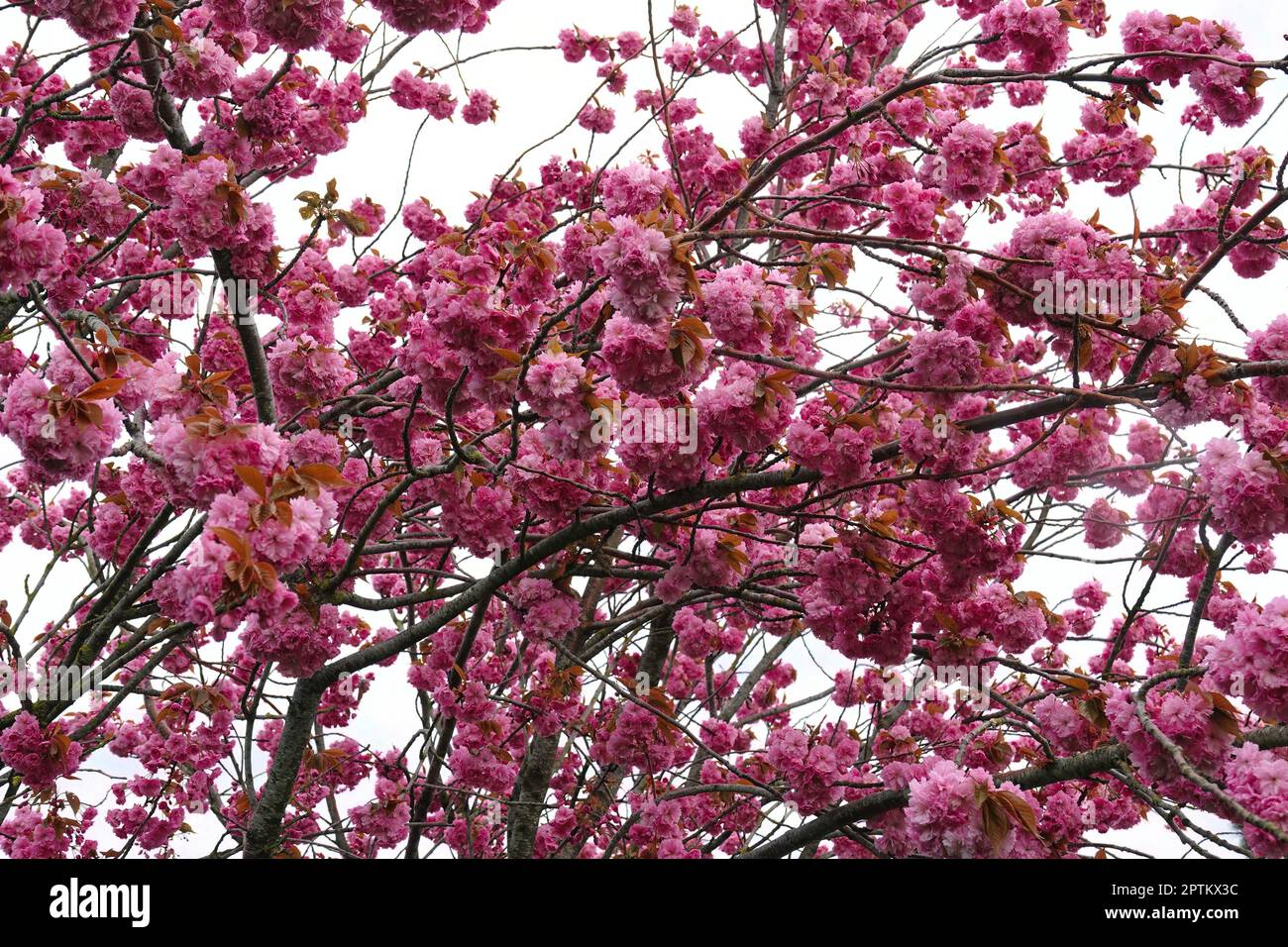 Natural closeup on the rich pink colored seasonal blossoming Japaneses cherry tree, Prunus serratula, standing in the garden Stock Photo