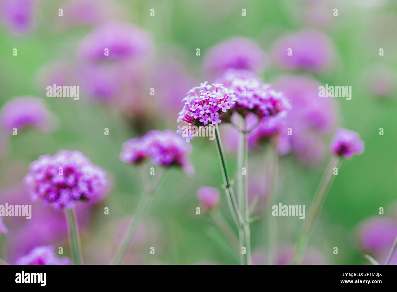 Verbena is blooming and beautiful in the rainy season Stock Photo Alamy